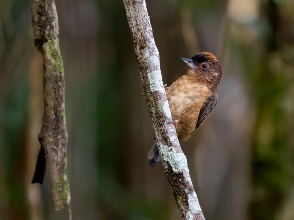 锈颈姬啄木鸟(Picumnus fuscus)