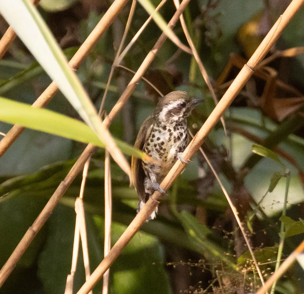 斑姬啄木鸟(Picumnus innominatus)