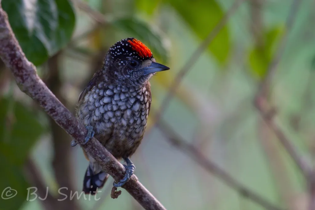 尖头姬啄木鸟(Picumnus minutissimus)