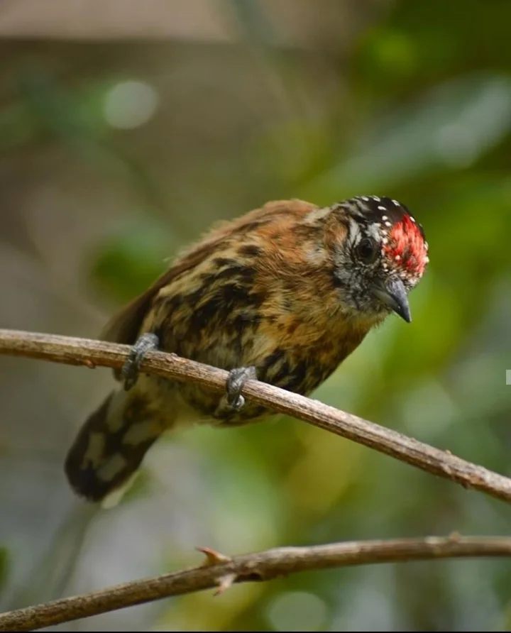 丽色姬啄木鸟（Picumnus nebulosus）
