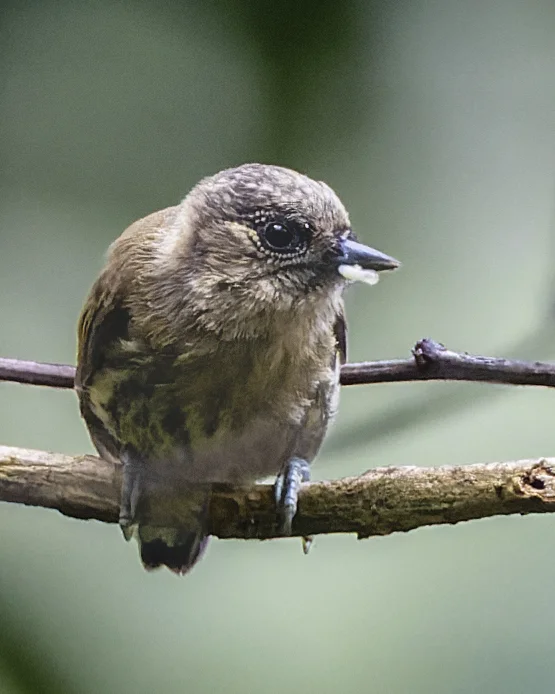 暗绿姬啄木鸟（Picumnus olivaceus）