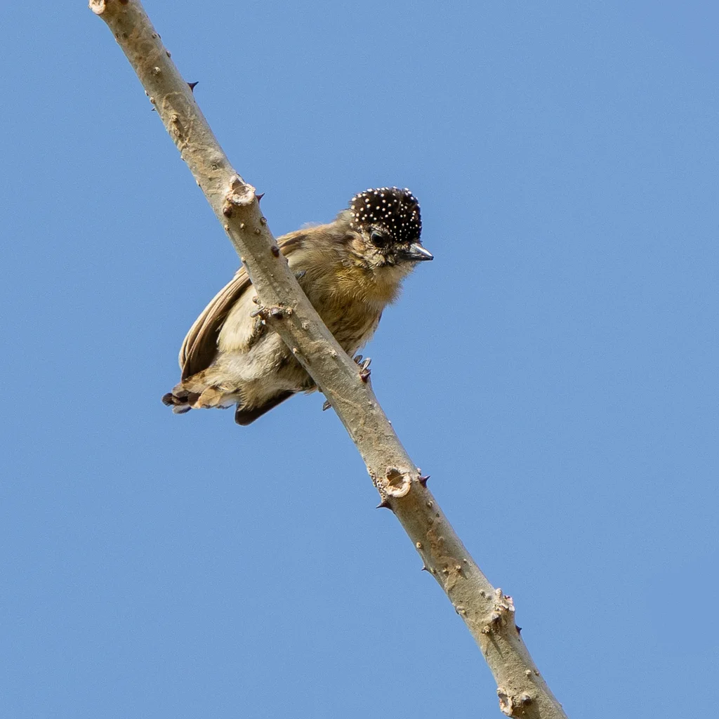 暗绿姬啄木鸟（Picumnus olivaceus）