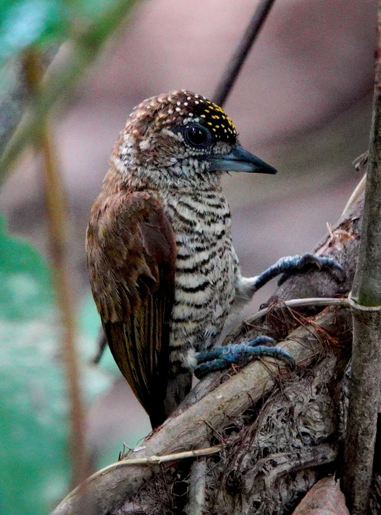 奥里姬啄木鸟(Picumnus pumilus)