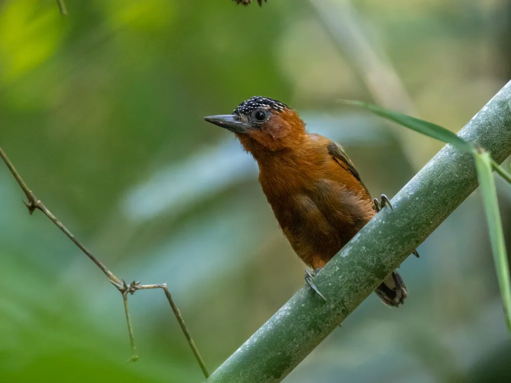 棕胸姬啄木鸟(Picumnus rufiventris)