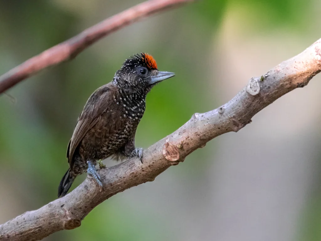 巴西姬啄木鸟(Picumnus varzeae)