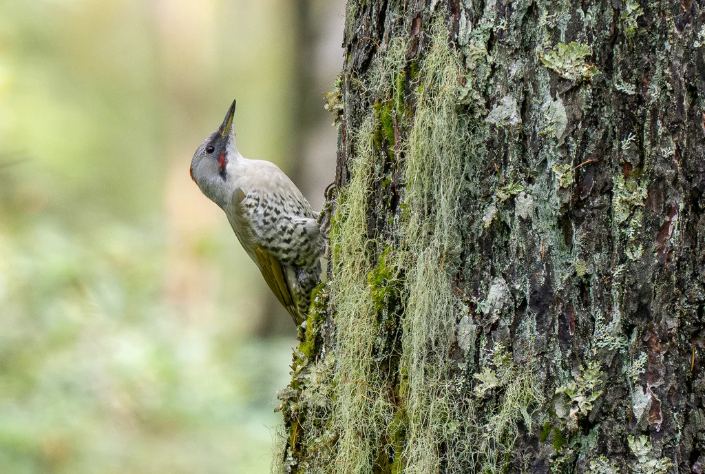 日本绿啄木鸟(Picus awokera)