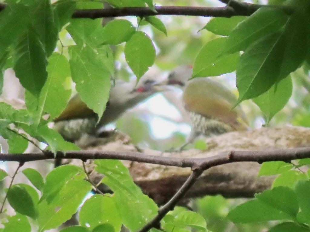 日本绿啄木鸟(Picus awokera)