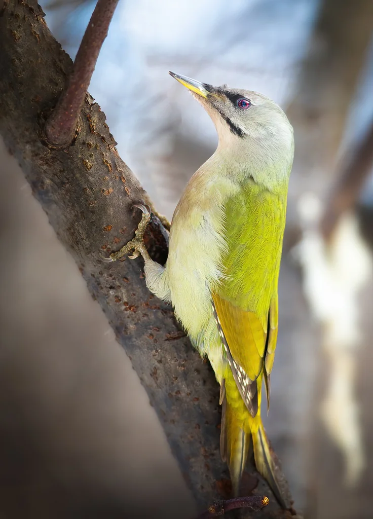 灰头绿啄木鸟(Picus canus)