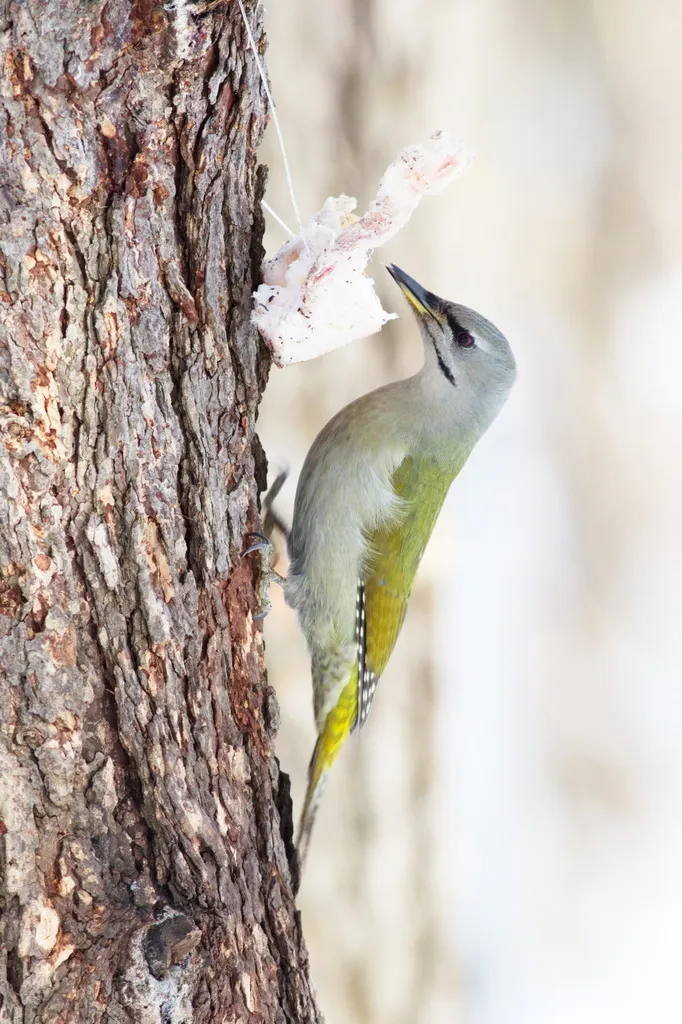 灰头绿啄木鸟(Picus canus)
