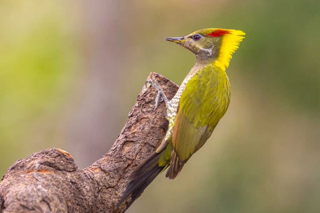 黄冠啄木鸟(Picus chlorolophus)