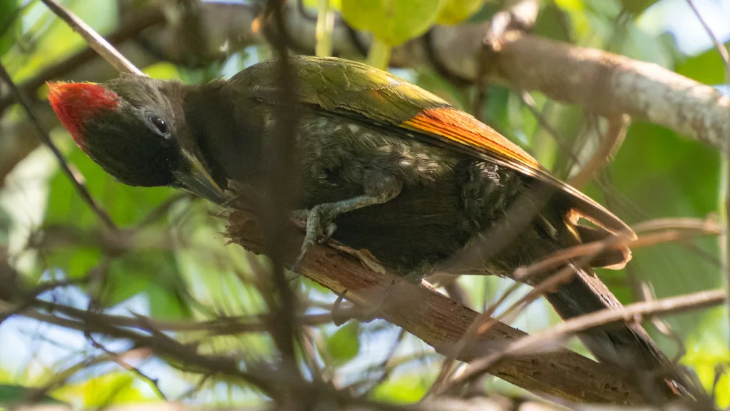 黄冠啄木鸟(Picus chlorolophus)