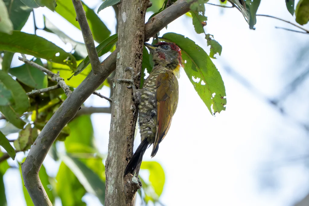 黄冠啄木鸟(Picus chlorolophus)