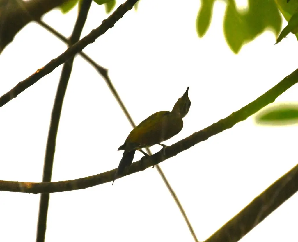 黄冠啄木鸟(Picus chlorolophus)