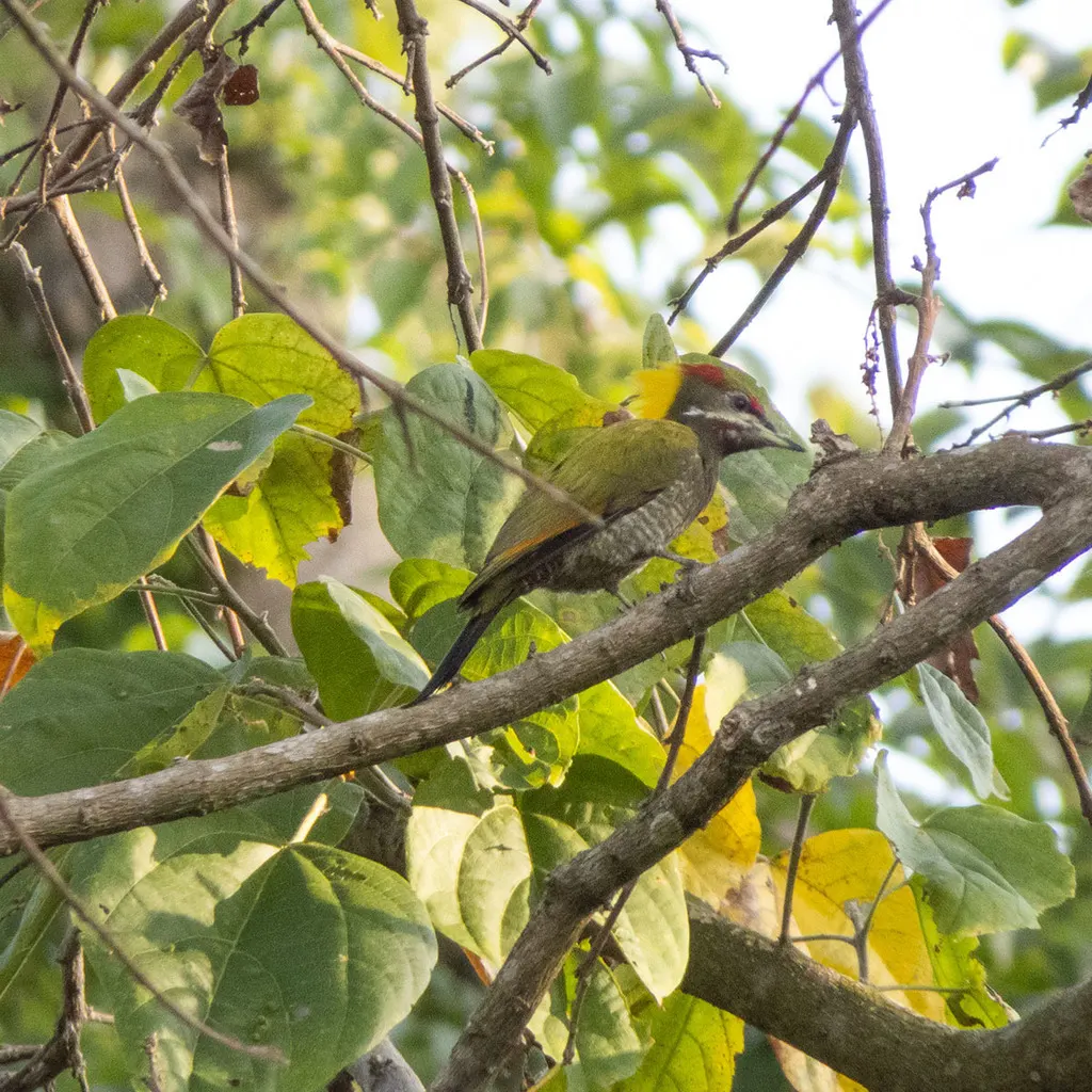 黄冠啄木鸟(Picus chlorolophus)
