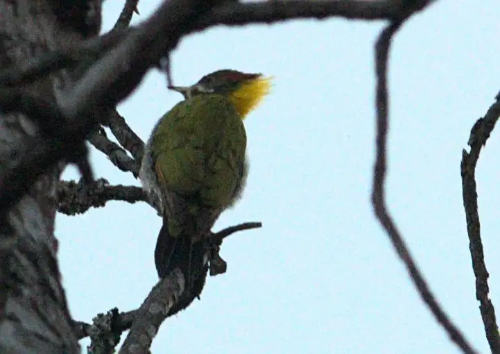 黄冠啄木鸟(Picus chlorolophus)