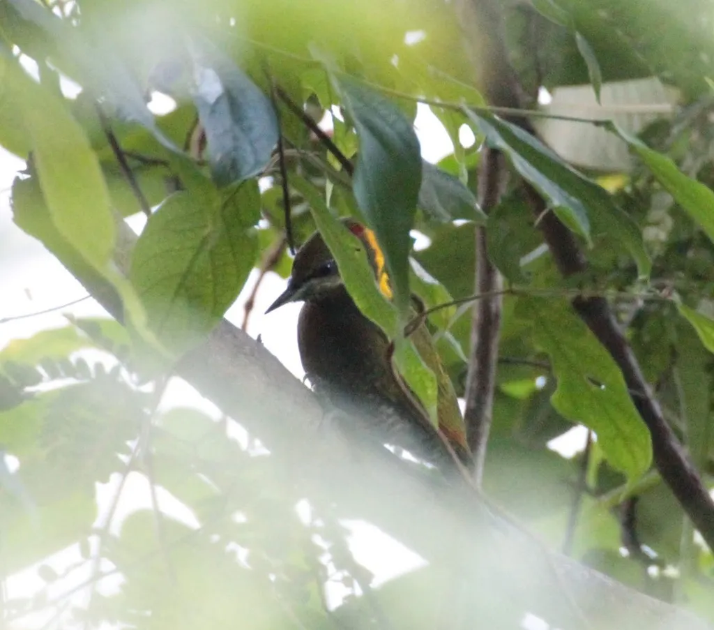黄冠啄木鸟(Picus chlorolophus)