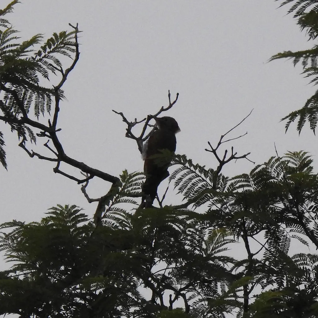 黄冠啄木鸟(Picus chlorolophus)
