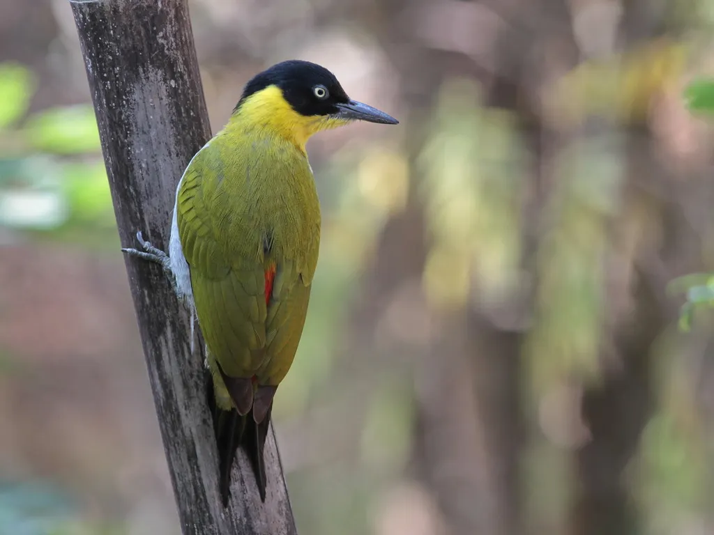 黑头绿啄木鸟（Picus erythropygius）