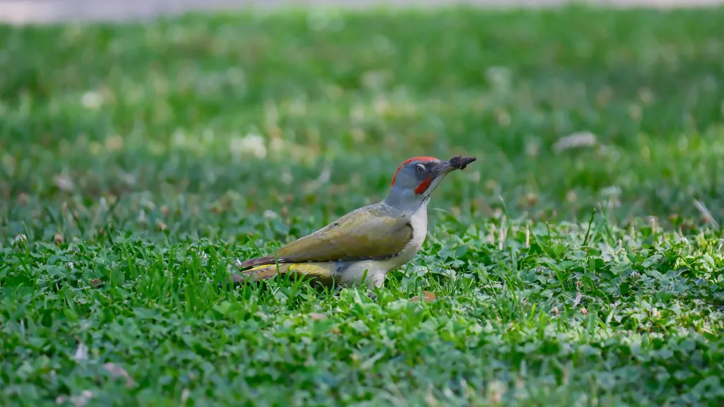 伊比利亚绿啄木鸟(Picus sharpei)