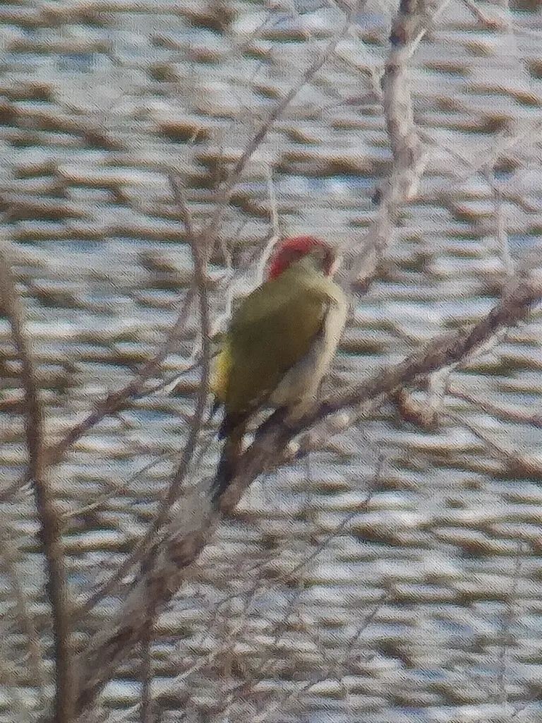 伊比利亚绿啄木鸟(Picus sharpei)