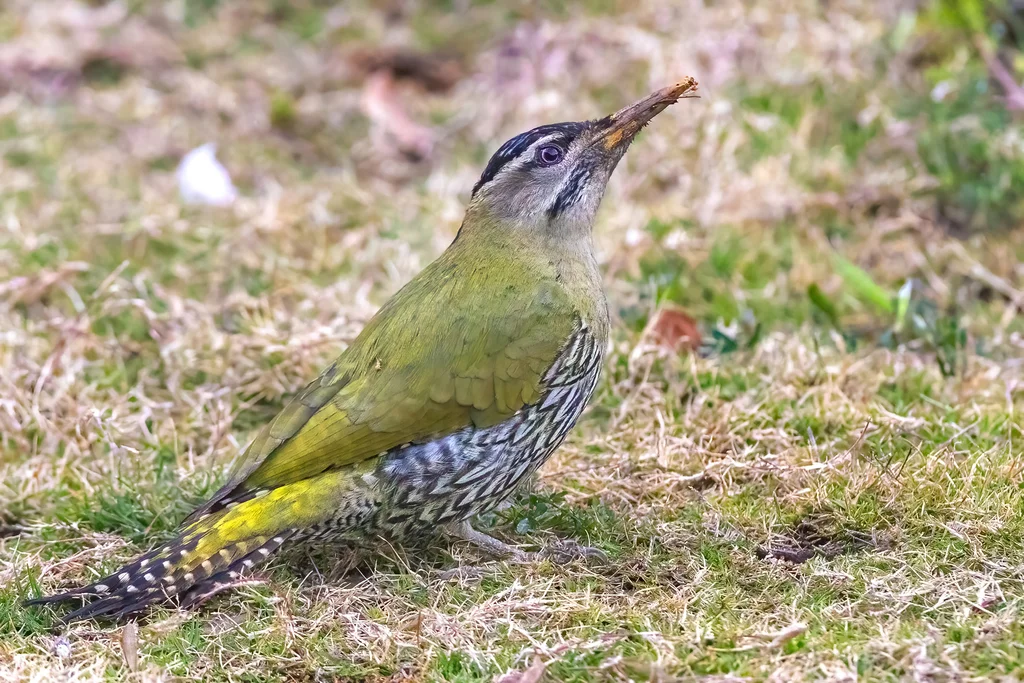 鳞腹绿啄木鸟(Picus squamatus)