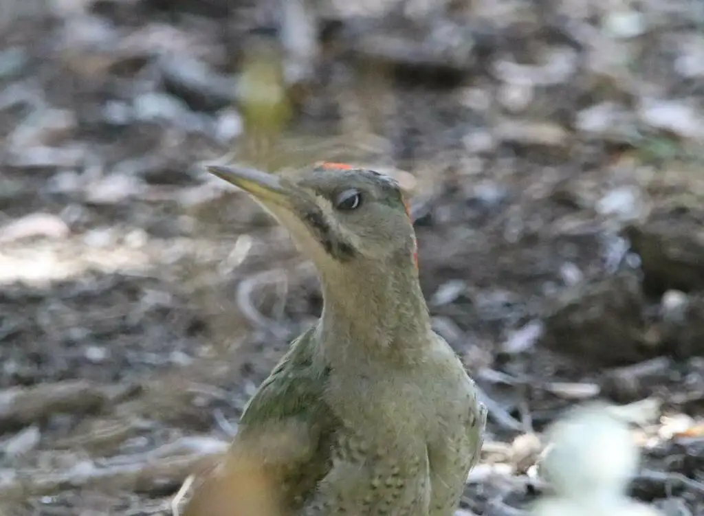 利氏绿啄木鸟(Picus vaillantii)