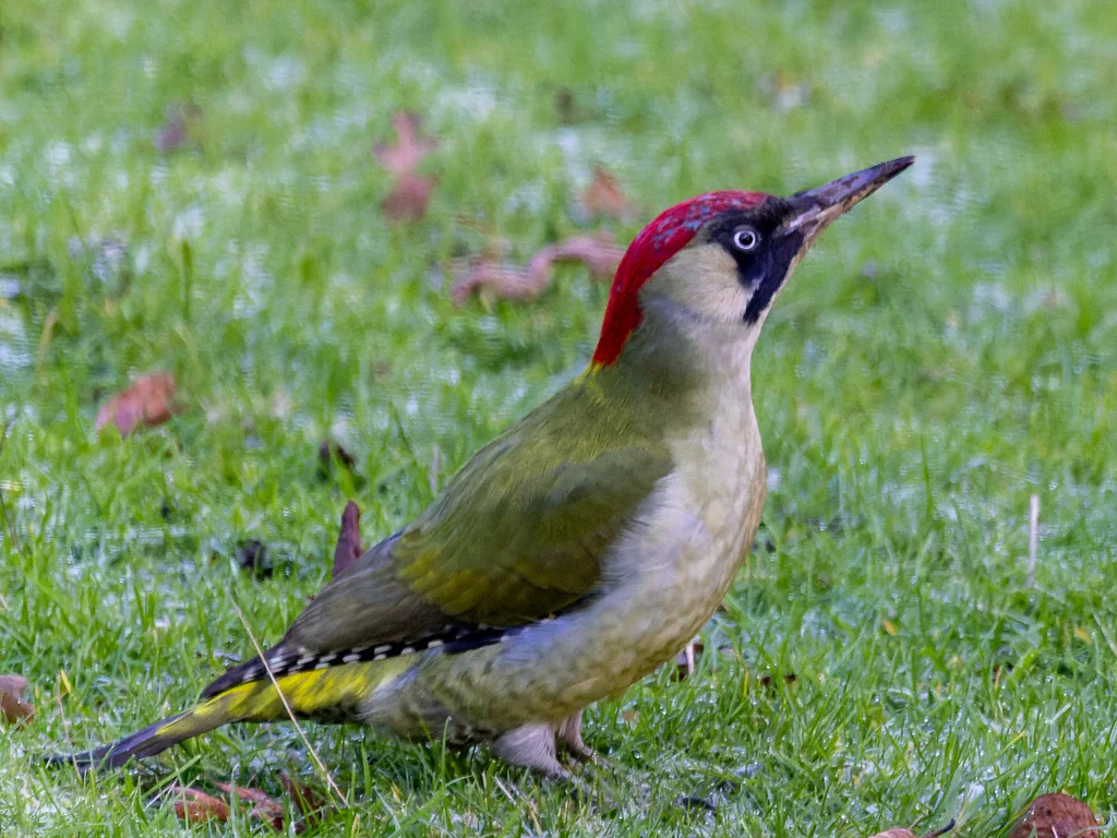绿啄木鸟(Picus viridis)