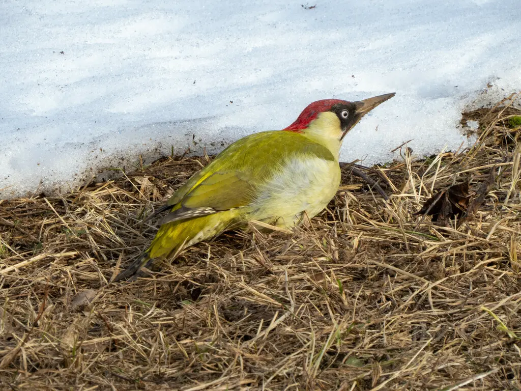 绿啄木鸟(Picus viridis)