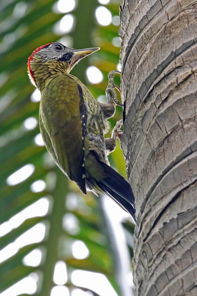 花腹绿啄木鸟(Picus vittatus)