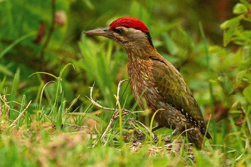 鳞喉绿啄木鸟(Picus xanthopygaeus)