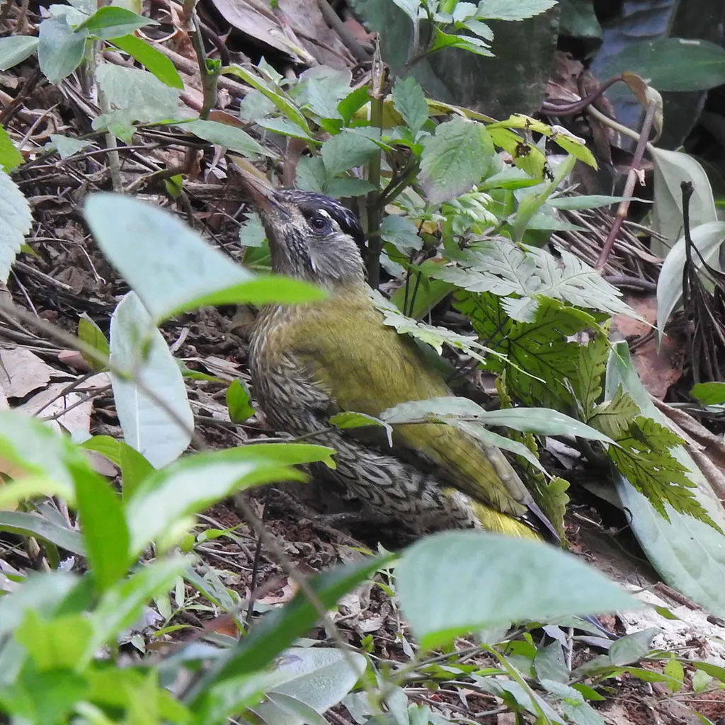 鳞喉绿啄木鸟(Picus xanthopygaeus)