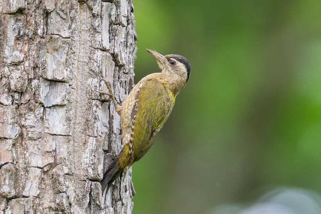 鳞喉绿啄木鸟(Picus xanthopygaeus)