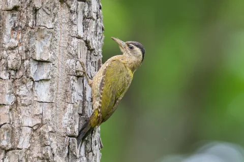 鳞喉绿啄木鸟
