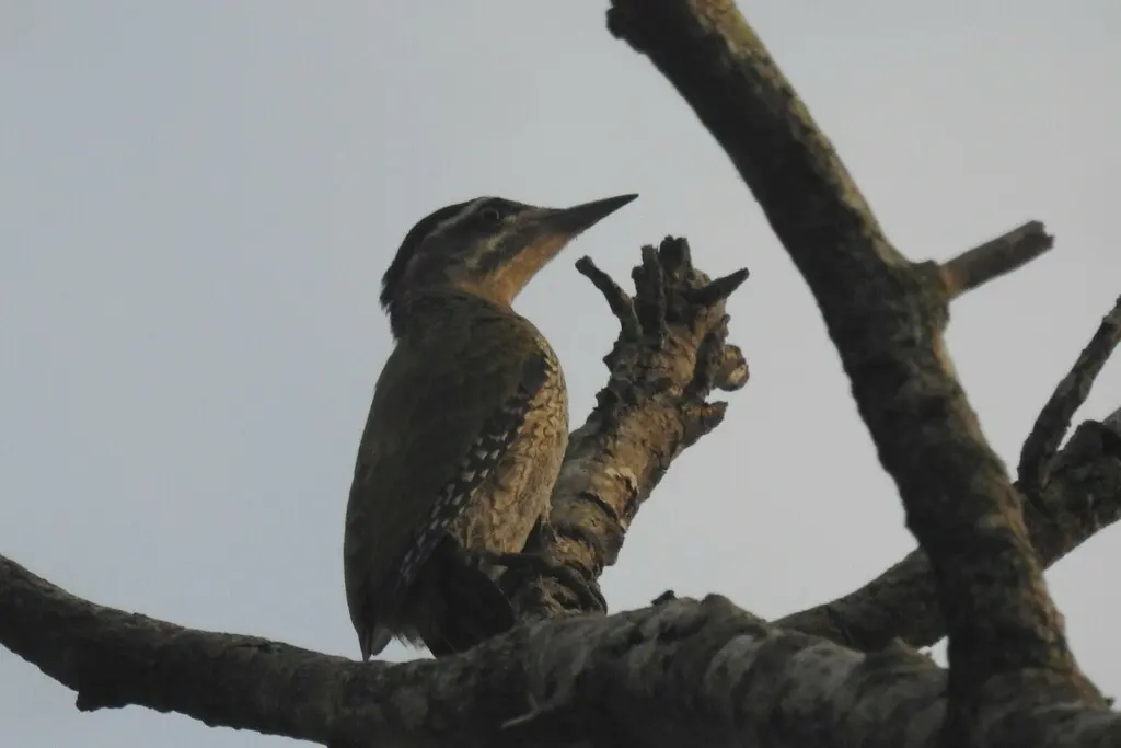 鳞喉绿啄木鸟(Picus xanthopygaeus)