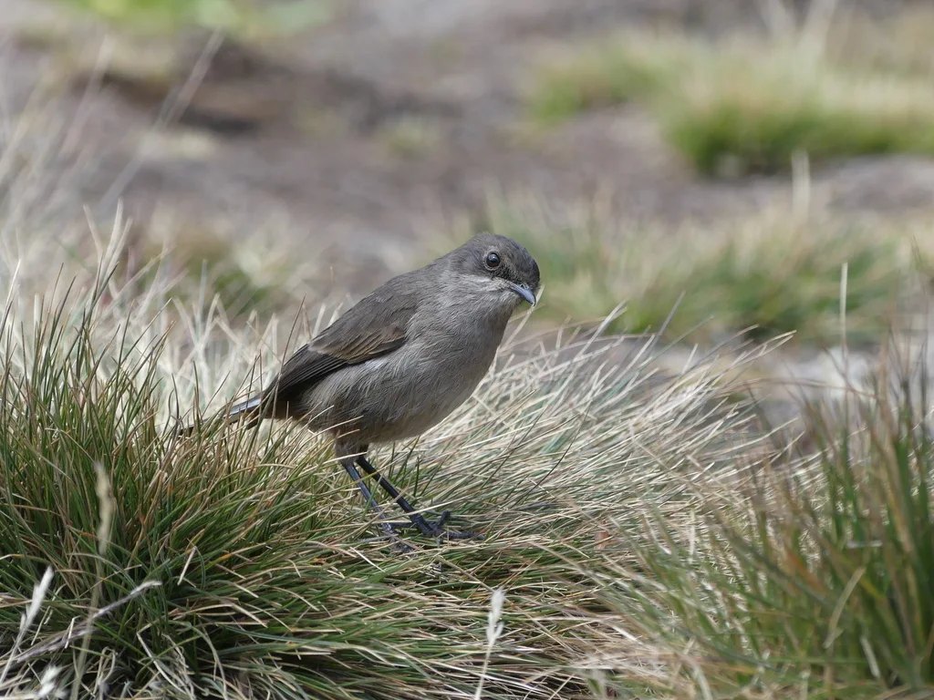 山岩䳭(Pinarochroa sordida)