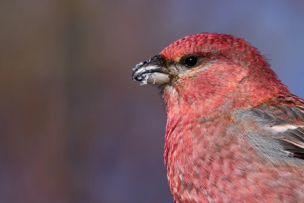 松雀(Pinicola enucleator)