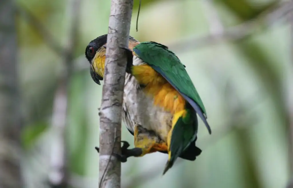 黑头凯克鹦哥(Pionites melanocephalus)