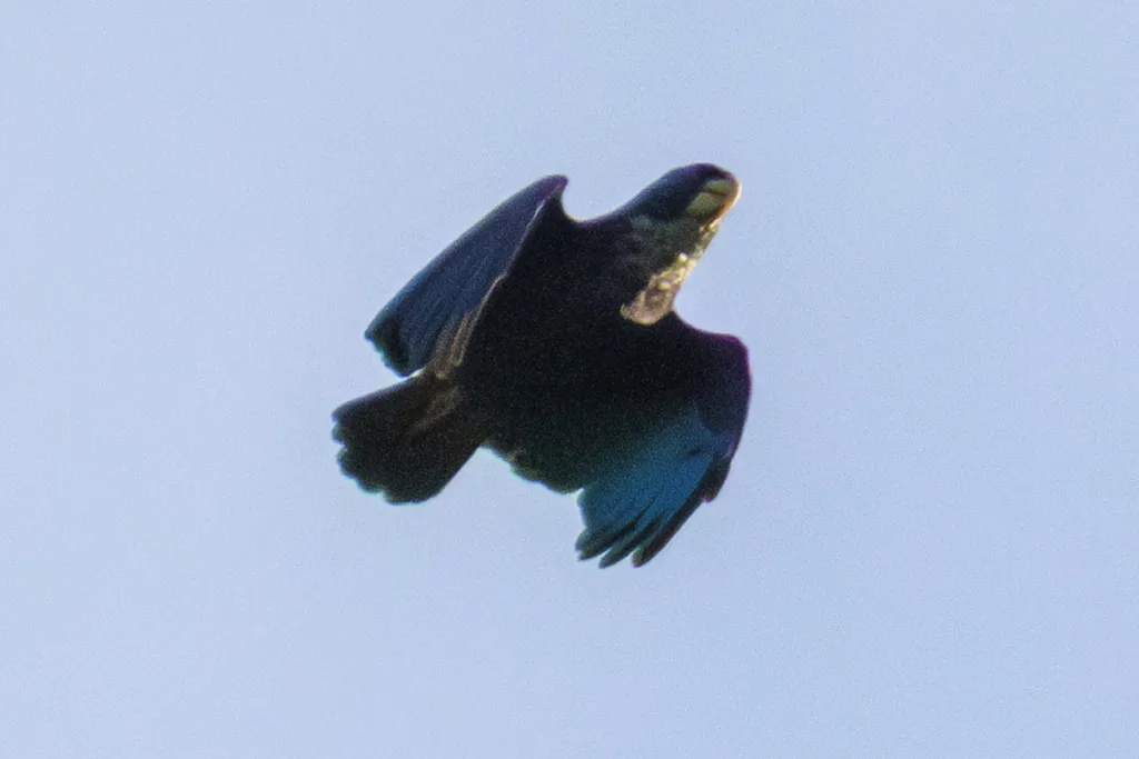 青铜翅鹦哥(Pionus chalcopterus)