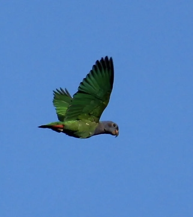 蓝头鹦哥(Pionus menstruus)