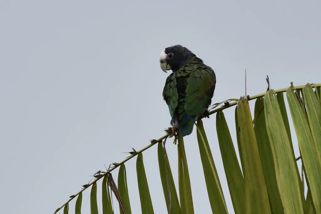 白冠鹦哥(Pionus senilis)