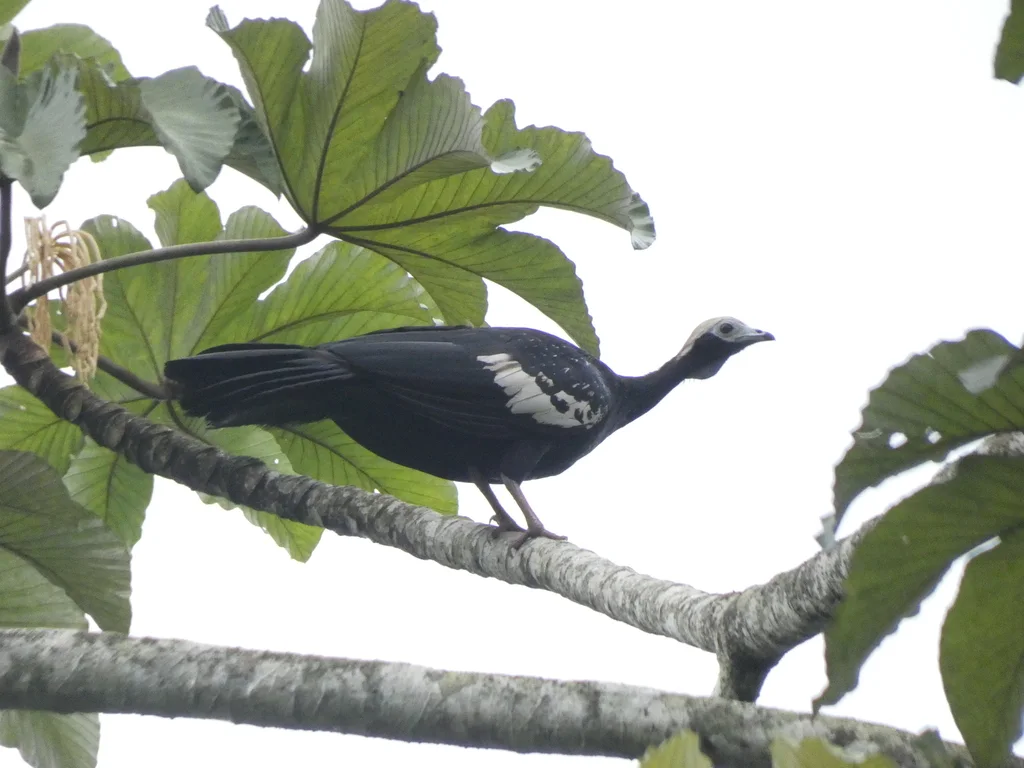 蓝喉鸣冠雉(Pipile cumanensis)