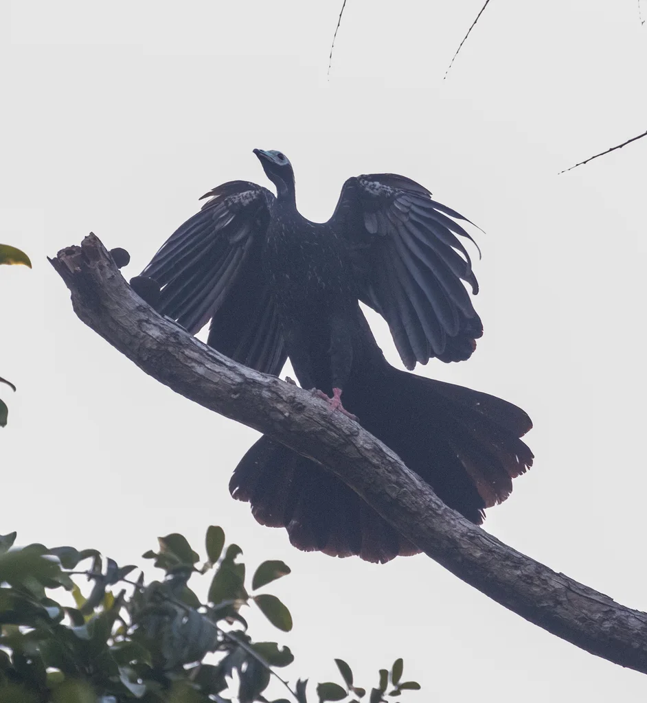 蓝喉鸣冠雉(Pipile cumanensis)