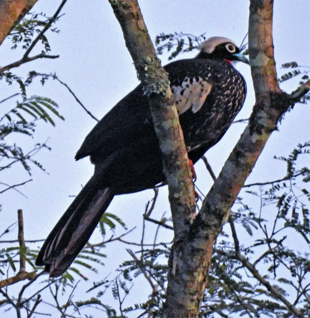 黑额鸣冠雉(Pipile jacutinga)