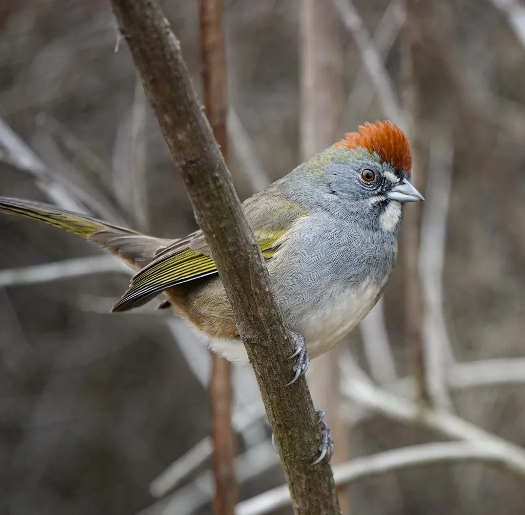 绿尾唧鹀(Pipilo chlorurus)