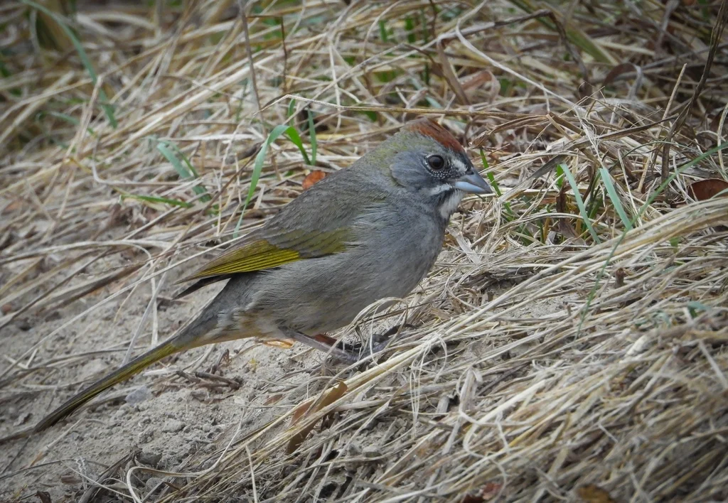 绿尾唧鹀(Pipilo chlorurus)