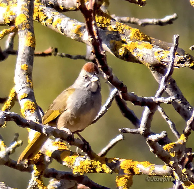 绿尾唧鹀(Pipilo chlorurus)