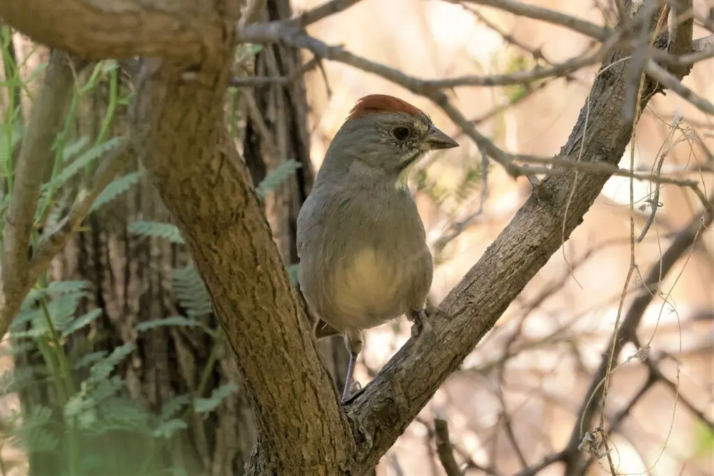 绿尾唧鹀(Pipilo chlorurus)