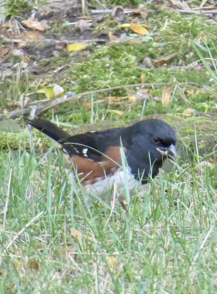 棕胁唧鹀（Pipilo erythrophthalmus）