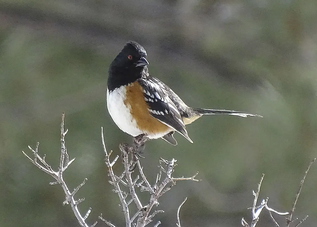 斑唧鹀(Pipilo maculatus)