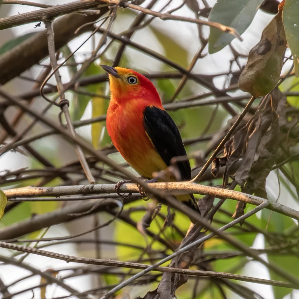 斑尾娇鹟(Pipra fasciicauda)